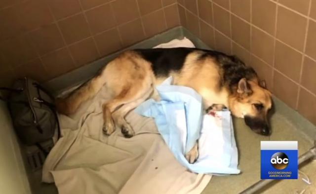 Haus the heroic German Shepard saves a little girl from venomous snake