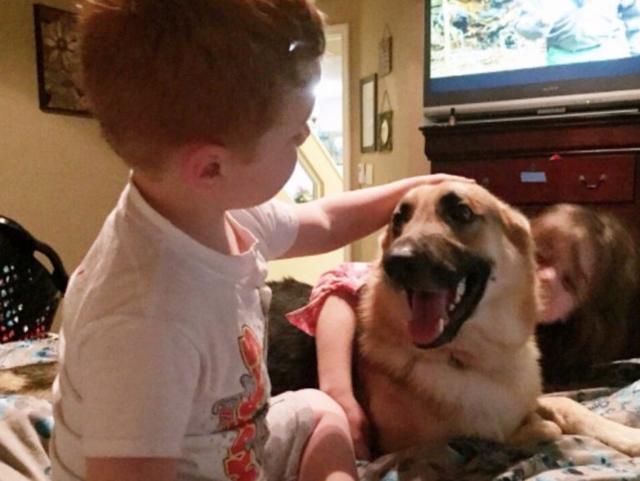 Haus the heroic German Shepard saves a little girl from venomous snake