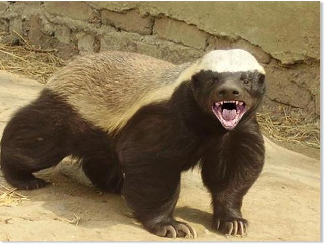 wild republic honey badger
