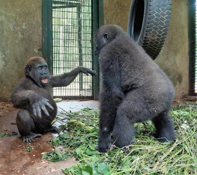 A Gorilla Who Spent 5 Years Alone Meets Another Gorilla For The First Time. His Reaction? PRICELESS.