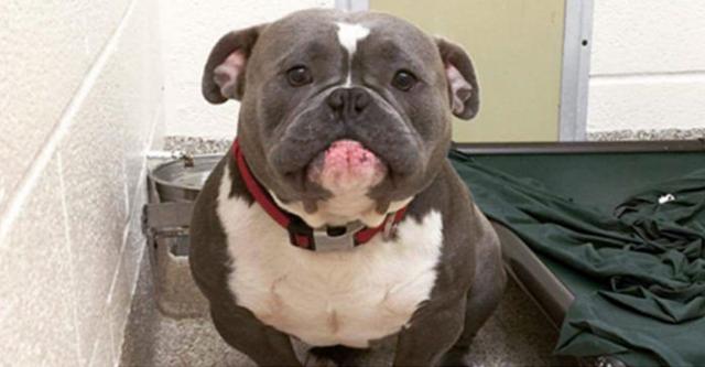 Internet Just Found A Home For This Dog, But His Before & After Pics Will Melt Your Heart