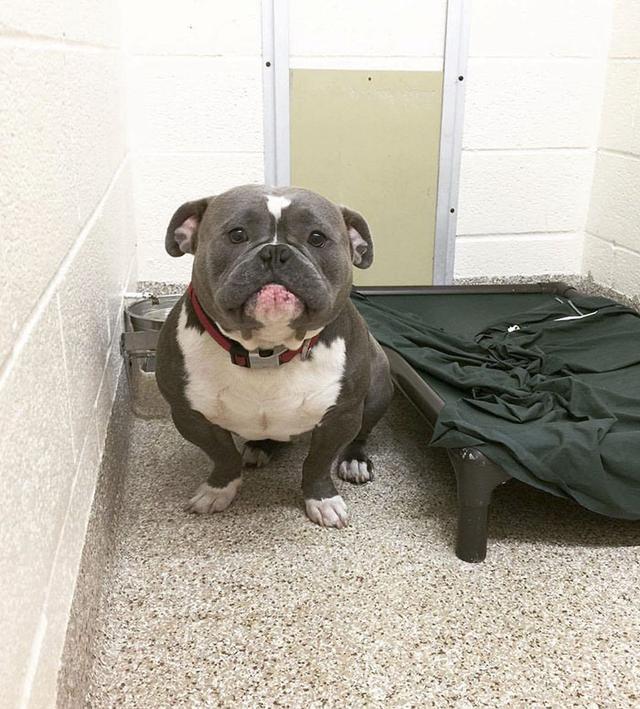Internet Just Found A Home For This Dog, But His Before & After Pics Will Melt Your Heart