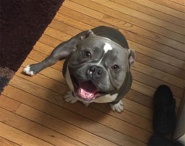 Internet Just Found A Home For This Dog, But His Before & After Pics Will Melt Your Heart