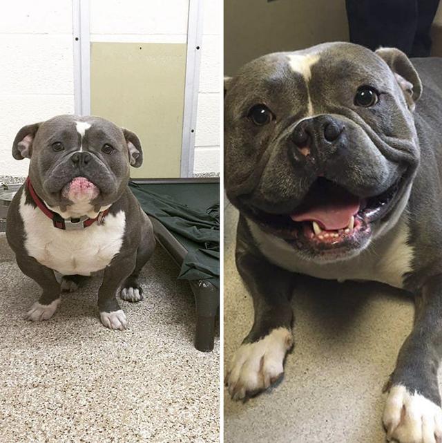 Internet Just Found A Home For This Dog, But His Before & After Pics Will Melt Your Heart