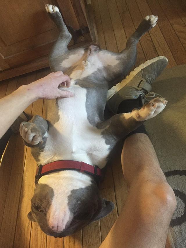 Internet Just Found A Home For This Dog, But His Before & After Pics Will Melt Your Heart