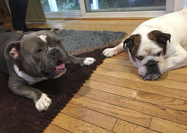 Internet Just Found A Home For This Dog, But His Before & After Pics Will Melt Your Heart