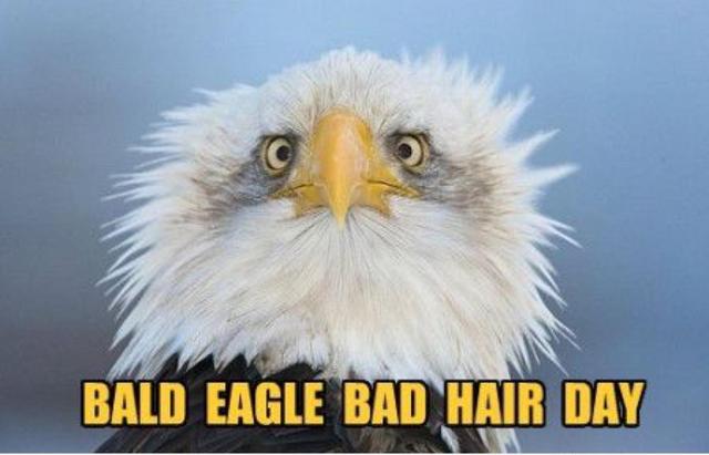 Funniest Bald Eagle Meme Compilation America