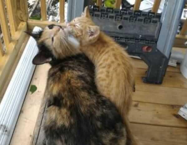 Mama Cat Brings Her Baby Up To A Couple. But When They Look Closely, They See it…