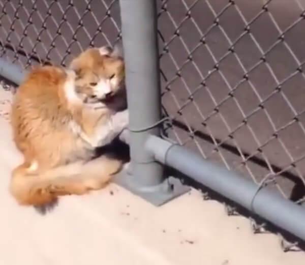 Man Was Driving His Car When He Saw This Cat Stuck In A Fence. When He Took A Closer Look? OMG.