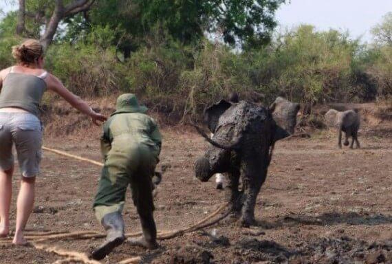 Mother Elephant And Her Calf Were Dying In The Mud, Then The Unexpected Occured