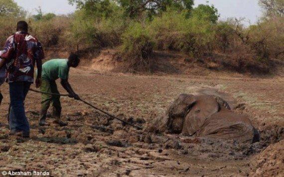 Mother Elephant And Her Calf Were Dying In The Mud, Then The Unexpected Occured