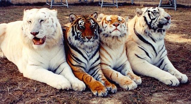 38 Stunning Animals With The Most Unique Color Mutations On Planet Earth å›½é™… è›‹è›‹èµž