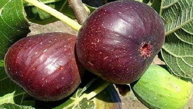 Diga adeus às dores na coluna, pernas e quadris com essa combinação de frutos secos