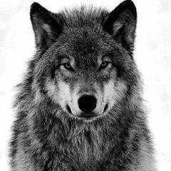 Guilherme Pini Wolff