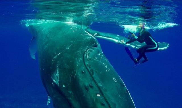 Hero Humpback Whale Saves Marine Biologist Diver From 20 Foot Long Tiger Shark