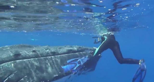Hero Humpback Whale Saves Marine Biologist Diver From 20 Foot Long Tiger Shark