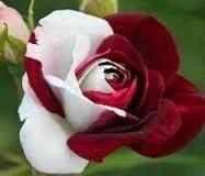 SE APAIXONE! TANTA BELEZA ASSIM SÓ PODERIA VIR DAS MÃOS DO GRANDE CRIADOR DE TUDO,DEUS!