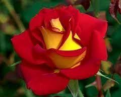 SE APAIXONE! TANTA BELEZA ASSIM SÓ PODERIA VIR DAS MÃOS DO GRANDE CRIADOR DE TUDO,DEUS!