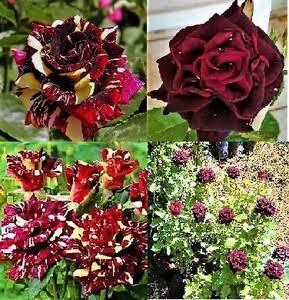 SE APAIXONE! TANTA BELEZA ASSIM SÓ PODERIA VIR DAS MÃOS DO GRANDE CRIADOR DE TUDO,DEUS!