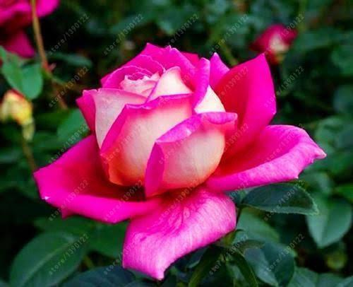 SE APAIXONE! TANTA BELEZA ASSIM SÓ PODERIA VIR DAS MÃOS DO GRANDE CRIADOR DE TUDO,DEUS!