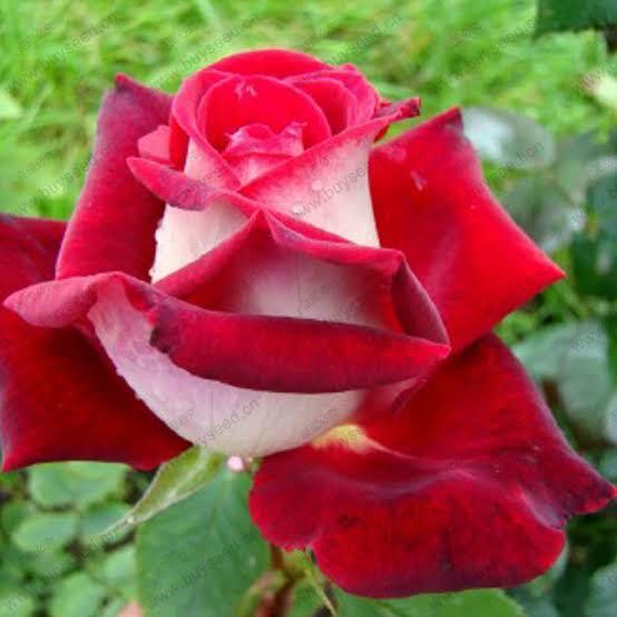 SE APAIXONE! TANTA BELEZA ASSIM SÓ PODERIA VIR DAS MÃOS DO GRANDE CRIADOR DE TUDO,DEUS!