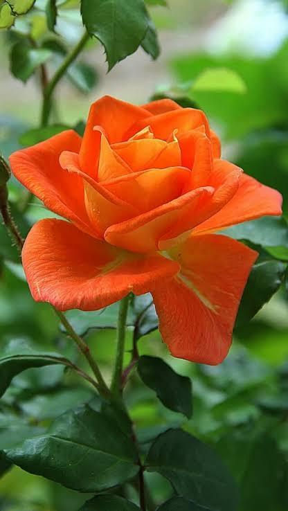 SE APAIXONE! TANTA BELEZA ASSIM SÓ PODERIA VIR DAS MÃOS DO GRANDE CRIADOR DE TUDO,DEUS!