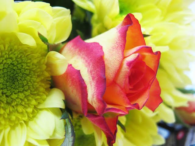 SE APAIXONE! TANTA BELEZA ASSIM SÓ PODERIA VIR DAS MÃOS DO GRANDE CRIADOR DE TUDO,DEUS!