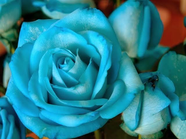 SE APAIXONE! TANTA BELEZA ASSIM SÓ PODERIA VIR DAS MÃOS DO GRANDE CRIADOR DE TUDO,DEUS!