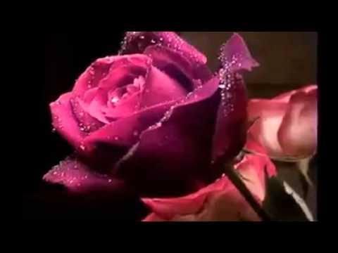 SE APAIXONE! TANTA BELEZA ASSIM SÓ PODERIA VIR DAS MÃOS DO GRANDE CRIADOR DE TUDO,DEUS!