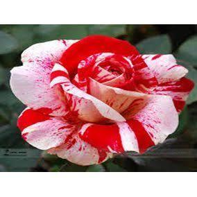 SE APAIXONE! TANTA BELEZA ASSIM SÓ PODERIA VIR DAS MÃOS DO GRANDE CRIADOR DE TUDO,DEUS!