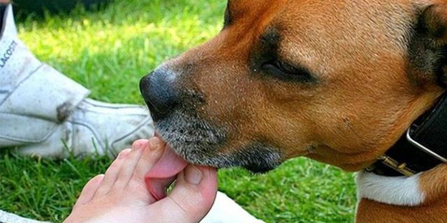 Se seu cão costuma lamber seu pé, fique atento aos sinais. É isso o que ele tenta te dizer!!