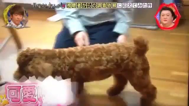 入れ歯を奪い去る犬vsおばあちゃんｗｗｗ