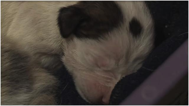 After This Puppy Was Abandoned At Birth, An Unlikely Animal Stepped In To Mother Him