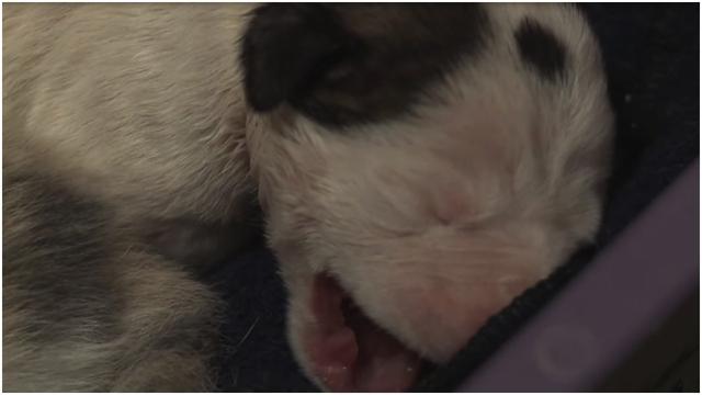 After This Puppy Was Abandoned At Birth, An Unlikely Animal Stepped In To Mother Him