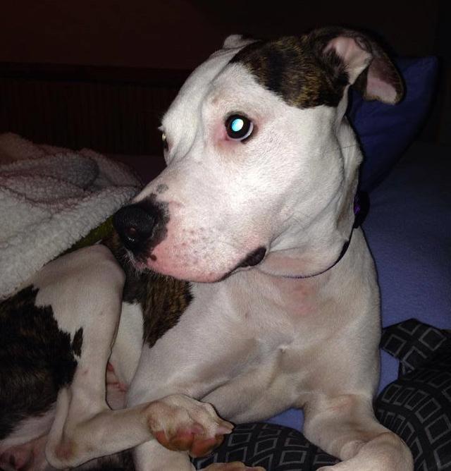After This Puppy Was Abandoned At Birth, An Unlikely Animal Stepped In To Mother Him