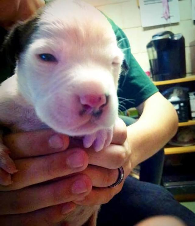 After This Puppy Was Abandoned At Birth, An Unlikely Animal Stepped In To Mother Him
