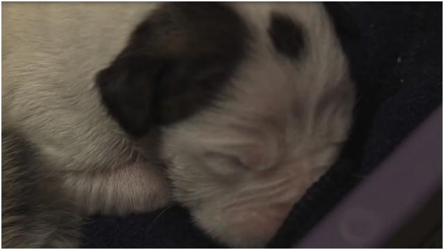 After This Puppy Was Abandoned At Birth, An Unlikely Animal Stepped In To Mother Him