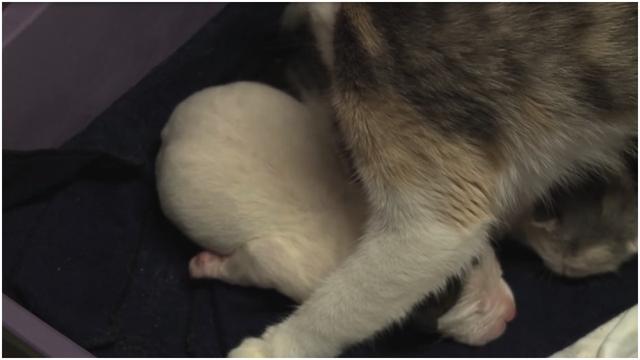 After This Puppy Was Abandoned At Birth, An Unlikely Animal Stepped In To Mother Him