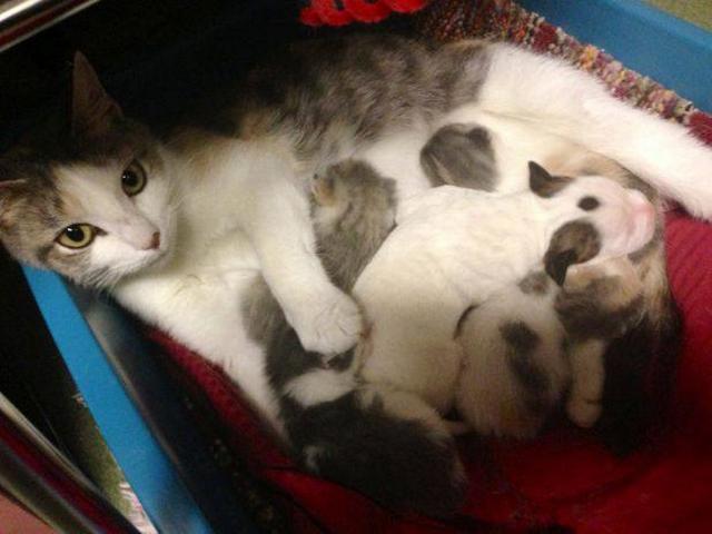 After This Puppy Was Abandoned At Birth, An Unlikely Animal Stepped In To Mother Him