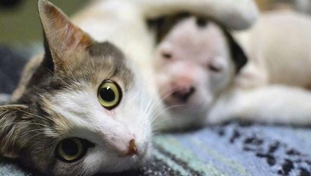 After This Puppy Was Abandoned At Birth, An Unlikely Animal Stepped In To Mother Him