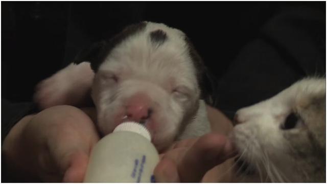 After This Puppy Was Abandoned At Birth, An Unlikely Animal Stepped In To Mother Him