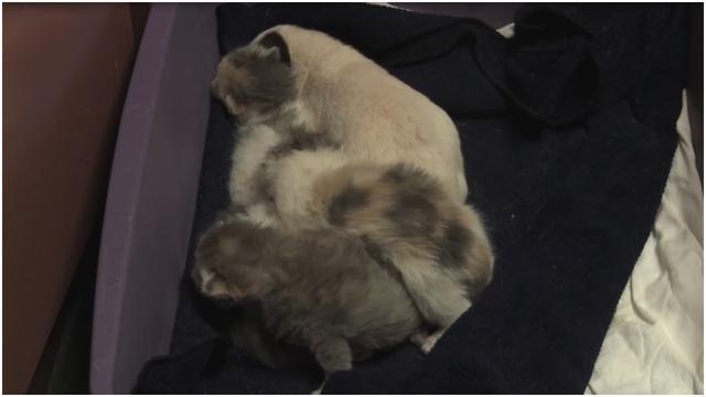 After This Puppy Was Abandoned At Birth, An Unlikely Animal Stepped In To Mother Him
