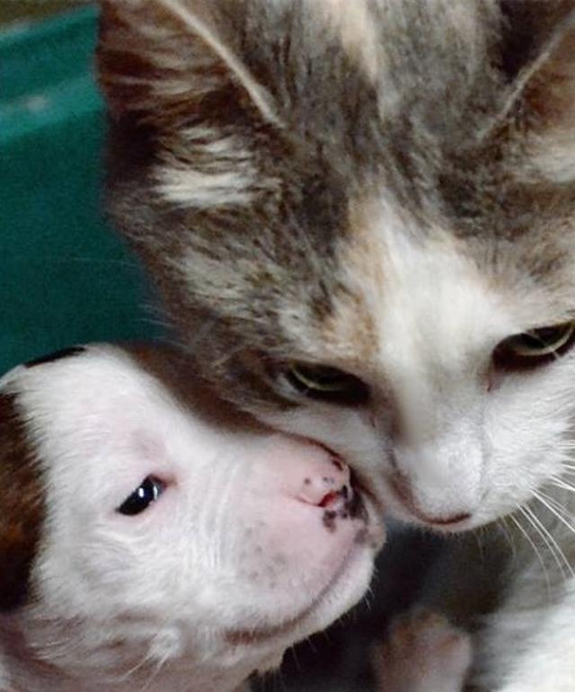 After This Puppy Was Abandoned At Birth, An Unlikely Animal Stepped In To Mother Him