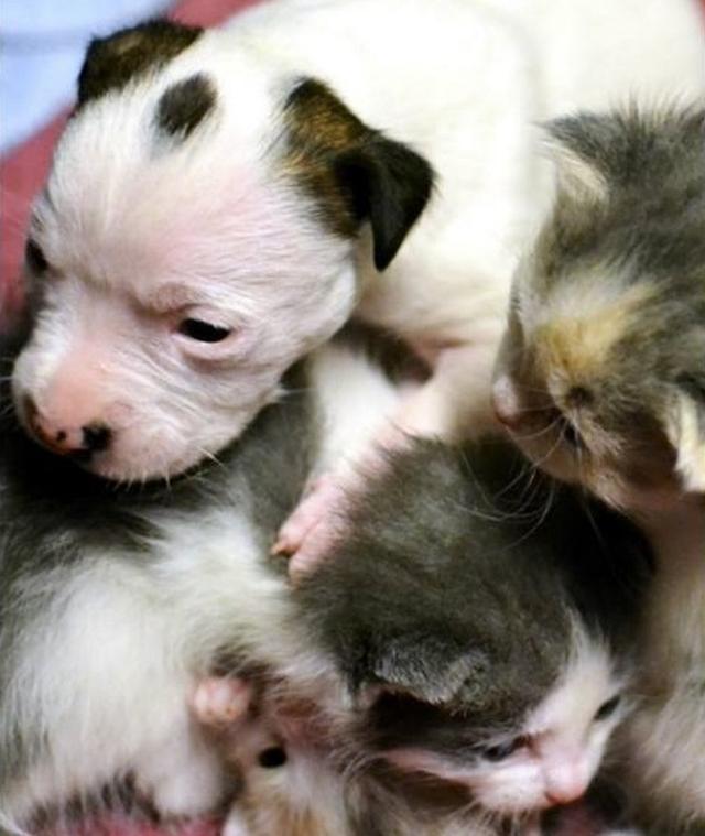After This Puppy Was Abandoned At Birth, An Unlikely Animal Stepped In To Mother Him