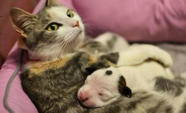 After This Puppy Was Abandoned At Birth, An Unlikely Animal Stepped In To Mother Him