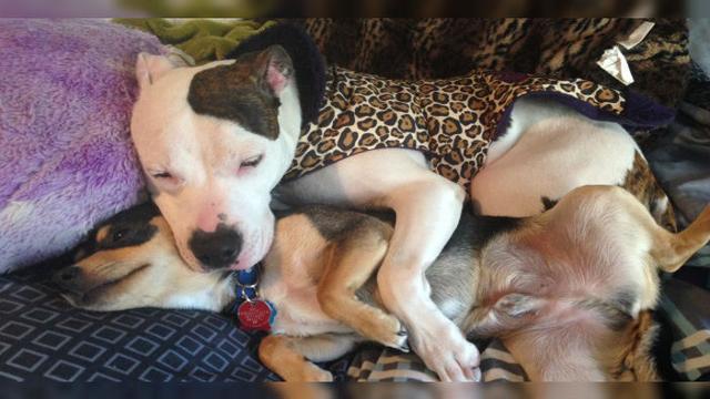 After This Puppy Was Abandoned At Birth, An Unlikely Animal Stepped In To Mother Him