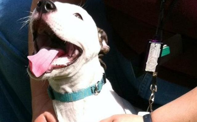 After This Puppy Was Abandoned At Birth, An Unlikely Animal Stepped In To Mother Him