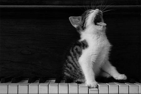 Gatos e a Música!