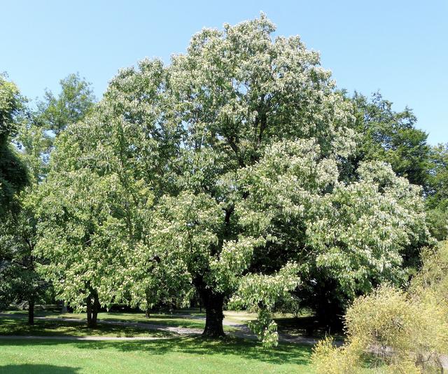 Pau-doce ou uva-japonesa: coma-a antes que acabe!!!
