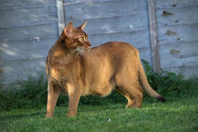 10 Exotic Breeds Of House Cat 国际 蛋蛋赞